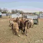 للبيع طليان سواكن حمريات
