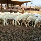 رخال حريات طيبه عددها 23راس