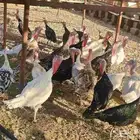 دجاج رومي بياض