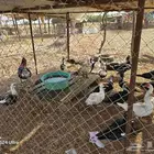 بط للبيع جملة وبالحبه