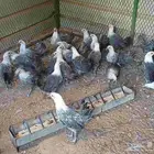 دجاج فيومي العمر 3شهور ونص واخد جميع التحصنات العدد 25 حبه