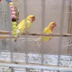 زوج روز مع اربع بيضات السعر قابل للتفاوض