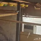 للبيع طيور حمام ماسي جملة 20 زوج