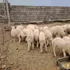 بهم عمر 3 أشهر مافوق طليان ورخال مكه المكرمه