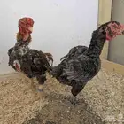 دجاج يماتو خوارج عليهم حجول 2024