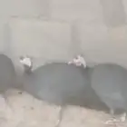 متوفر لدينا بط.  وز  حمام  سمان