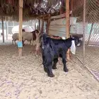 تيوس ذبح