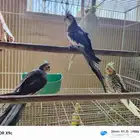 جوز كرون منتج شرط بفروخه