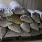 علف تمر للمواشي