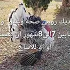 للبيع ديك رومي عمره مابين 7و8شهور صحه وعدل و يلقح