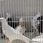 حمام زينه جميل مشكل