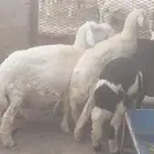 4 خرفان ذبايح