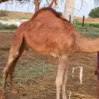 قعود للبيع