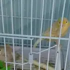 جوز كناري جاهز للأنتاج