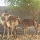 قعود على البيع