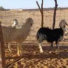 فحل نجدي عيسي صنف وشاتين نجد ملكيات