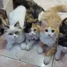 قطط للتبني عمر 4 شهور