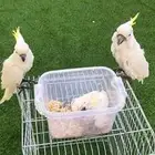 زوج مع فرخ وكوكاتو منتج