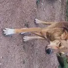 كلب صيد (coydog)