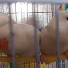 روز (تم البيع)