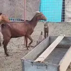 معزا محايليه دهم المعزا بالعدد التيوس 3 فحول معاها والولاد ف