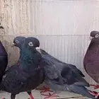 حمام لوت وقلاب