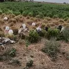 دجاج رومي للبيع