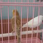جوز كناري