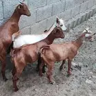 تيوس جذعان العدد 4 العمر من 4 الى 6 اشهر تقريبا