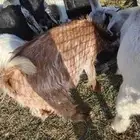 تيوس وجفار مشاريك
