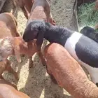 بهم سواكني( تم البيع)