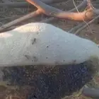 يتواجد لدينا عسل بري الكميه محدوده