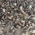 سمان