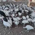 رومى للبيع