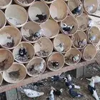 حمام قطيفى منتج