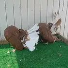 شماسي فانتيل