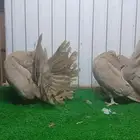 كلين لونق فانتيل رقاصي
