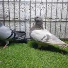 افريكن بلغاري حمام زينه