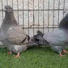 فرش هومر حمام زينه