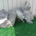 شماسي فانتيل