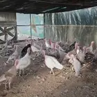 ديك رومي
