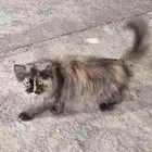 قط شيرازي أليف جميل جدا