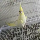 أنثى كروان لاتينو عيون حمر