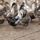 بط شرشري بياض