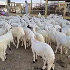 نص ذبيحة سواكني تربية ب 690 وزن 10 كجم شامل تصوير ذبح توصيل