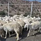 غنم حريات حرش