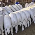 نص ذبيحة حري بالحجز بسعر 800 ريال وزن 10 كجم