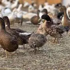 بط بكيني بط خضيري وز عراقي بط شرشري