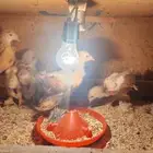 صيصان براهما