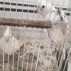 للبيع كروان هولندي جوز